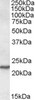 46-938 (0.3ug/ml) staining of Rat Testis lysate (35ug protein in RIPA buffer) . Detected by chemiluminescence.