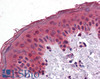 46-938 (5ug/ml) staining of paraffin embedded Human Testis. Steamed antigen retrieval with citrate buffer pH 6, AP-staining.