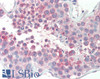 46-955 (3.8ug/ml) staining of paraffin embedded Human Kidney. Steamed antigen retrieval with citrate buffer pH 6, AP-staining.