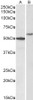 43-568 (0.1ug/ml) staining of Mouse Spleen lysate (35ug protein in RIPA buffer) . Primary incubation was 1 hour. Detected by chemiluminescence.