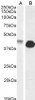 46-994 (0.3ug/ml) staining of HeLa cell lysate (35ug protein in RIPA buffer) . Detected by chemiluminescence.