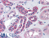 46-997 (0.3ug/ml) staining of Human Amygdala lysate (35ug protein in RIPA buffer) . Detected by chemiluminescence.