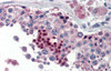 Antibody used in IHC on Human Testis lysate at 5.0 ug/ml.