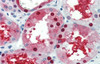 Antibody used in IHC on Human kidney lysate at 5.0 ug/ml.