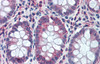 Antibody used in IHC on Human Colon at 5 ug/ml.