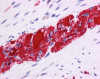 Antibody used in IHC on Human Prostate .