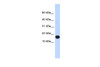 Antibody used in WB on Human HEK293T cells at 0.2-1 ug/ml.