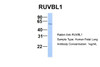 Antibody used in WB on Hum. Fetal Lung at 1 ug/ml.