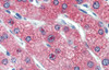 Antibody used in IHC on Human Liver at 5.0 ug/ml.