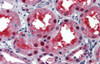 Antibody used in IHC on Human kidney at 5.0 ug/ml.