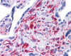 Antibody used in IHC on Human Testis.