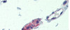 Antibody used in IHC on Human Small Intestine at 5 ug/ml.