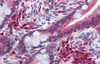 Antibody used in IHC on Human Small Intestine at 5.0 ug/ml.