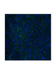 Antibody used in IF on Mouse Spinal Cord at 1.3 ug/ml.