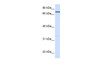 Antibody used in WB on Human 293T at 0.2-1 ug/ml.