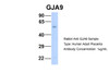 Antibody used in WB on Hum. Adult Placenta at 1 ug/ml.