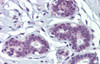 Antibody used in IHC on Human Breast.