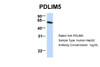 Antibody used in WB on Human HepG2 at 1 ug/ml.