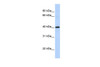 Antibody used in WB on Human Heart at 0.2-1 ug/ml.