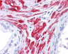 Antibody used in IHC on Human prostate at 5 ug/ml.
