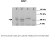 Antibody used in WB on Mouse at: 1:1000 (Lane 1: 50ug mouse retina extract, Lane 2: 50ug mouse prostate extract, Lane 3: 50ug mouse testis extract, Lane 4: 50ug mouse colon extract) .