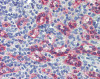 Antibody used in IHC on Human spleen at 5 ug/ml.