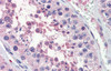 Antibody used in IHC on Human Testis at 5.0 ug/ml.