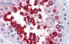 Antibody used in IHC on Human Testis at 5.0 ug/ml.