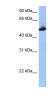 Antibody used in WB on Human HepG2 at 1 ug/ml.