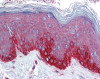 Antibody used in IHC on Human Skin.