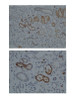 Antibody used in IHC on Human kidney at 1:100.