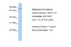 Antibody used in WB on Human 721_B at 1 ug/ml.