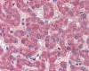 Antibody used in IHC on Human Liver at 5 ug/ml.