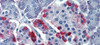 Antibody used in IHC on Human Pancreas at 5 ug/ml.