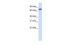 Antibody used in WB on Human HeLa at 0.2-1 ug/ml.