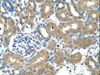 Antibody used in IHC on Human Fetal liver at 1.25 ug/ml.
