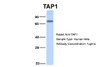 Antibody used in WB on Human Hela at 1 ug/ml.