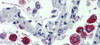 Antibody used in IHC on Human Lung.