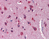 Antibody used in IHC on Human brain.