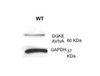 Antibody used in WB on Mouse at 1:1000.