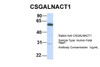 Antibody used in WB on Hum. Fetal Heart at 1 ug/ml.