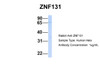 Antibody used in WB on Human Hela at 1 ug/ml.