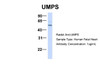 Antibody used in WB on Hum. Fetal Heart at 1 ug/ml.