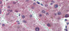 Antibody used in IHC on Human Liver at 5.0 ug/ml.