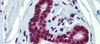 Antibody used in IHC on Human Breast at 5.0 ug/ml.