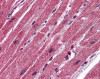 Antibody used in IHC on Human Heart.