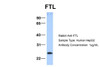 Antibody used in WB on Human HepG2 at 1 ug/ml.