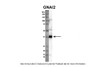 Antibody used in WB on human thryoid at 1:1000.
