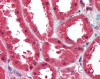 Antibody used in IHC on Human Kidney.