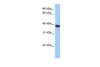 Antibody used in WB on Human HepG2 at 0.2-1 ug/ml.